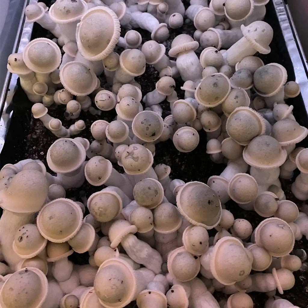 Albino Penis Envy Spore Syringe