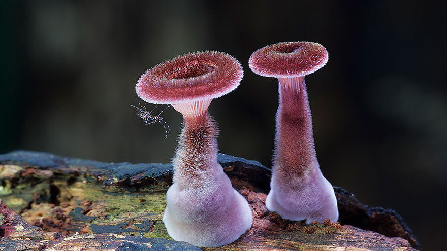 The Strangest-Looking Mushrooms in the World