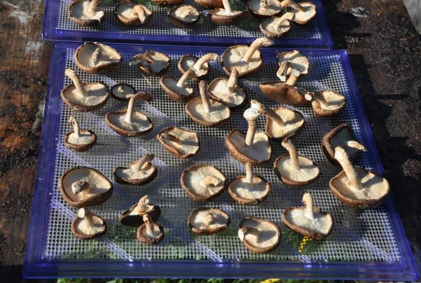 How to Dry Mushrooms