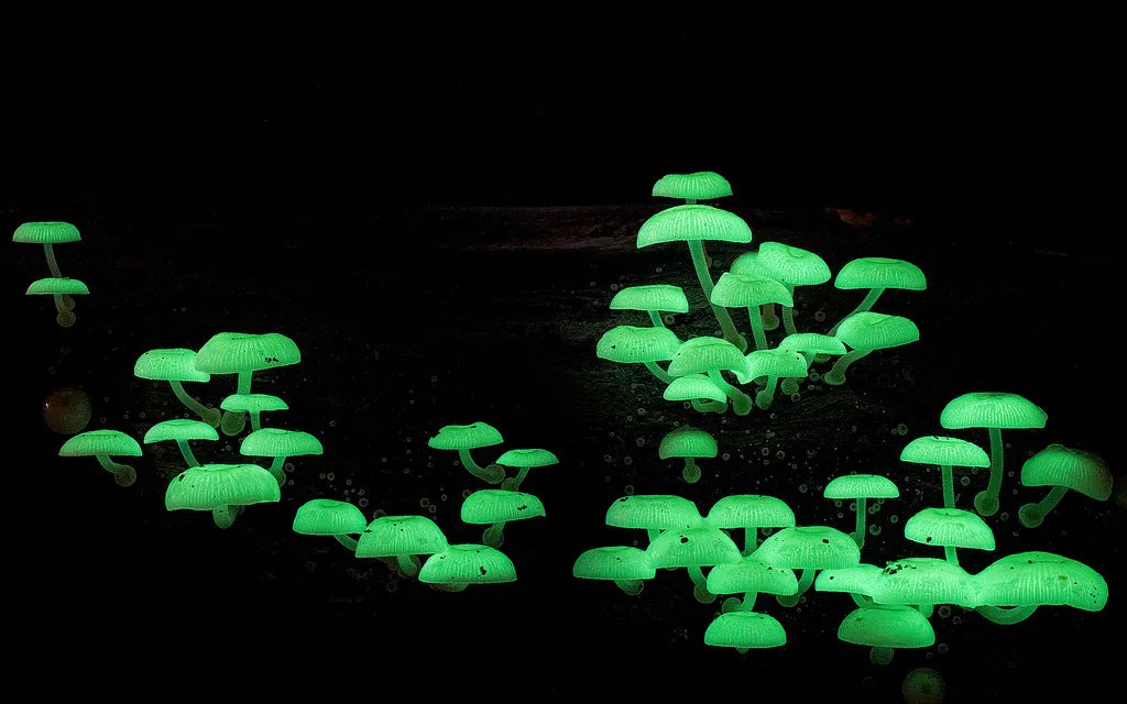 Bioluminescent Mushrooms