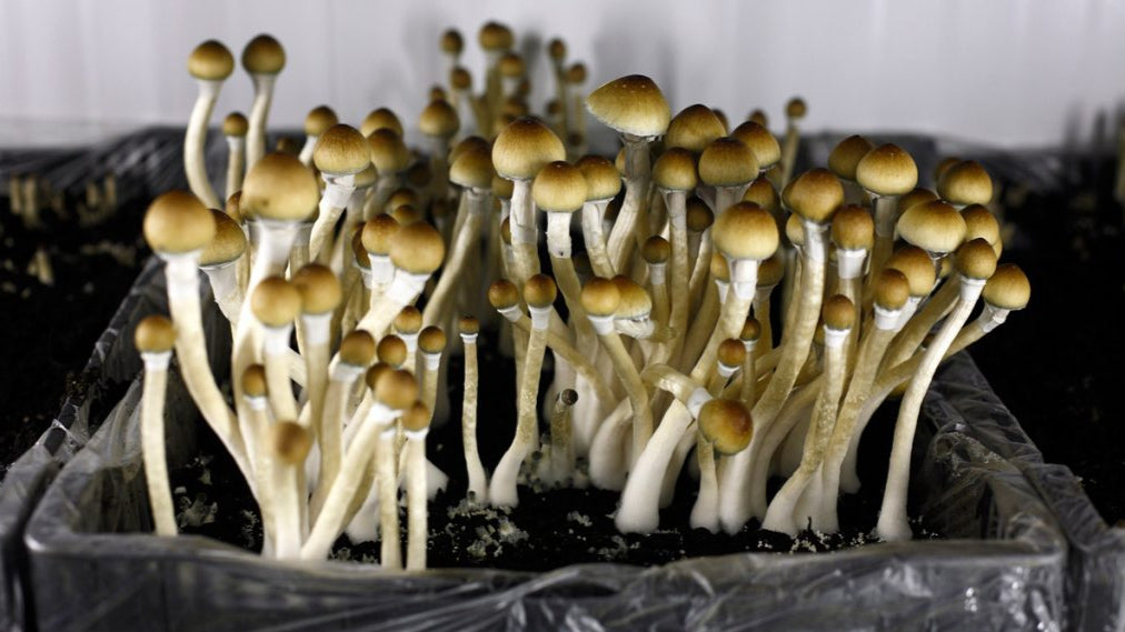 The Importance of Proper Watering for Mushrooms