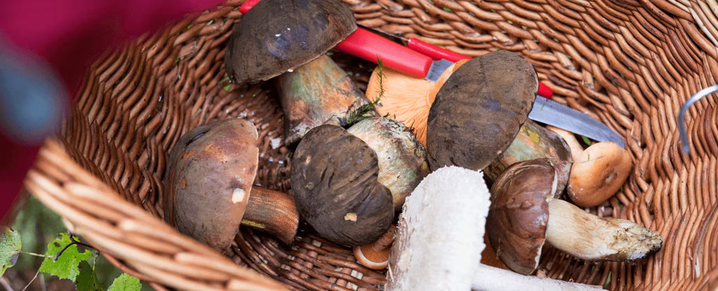 When, Where & How to Find Wild Mushrooms
