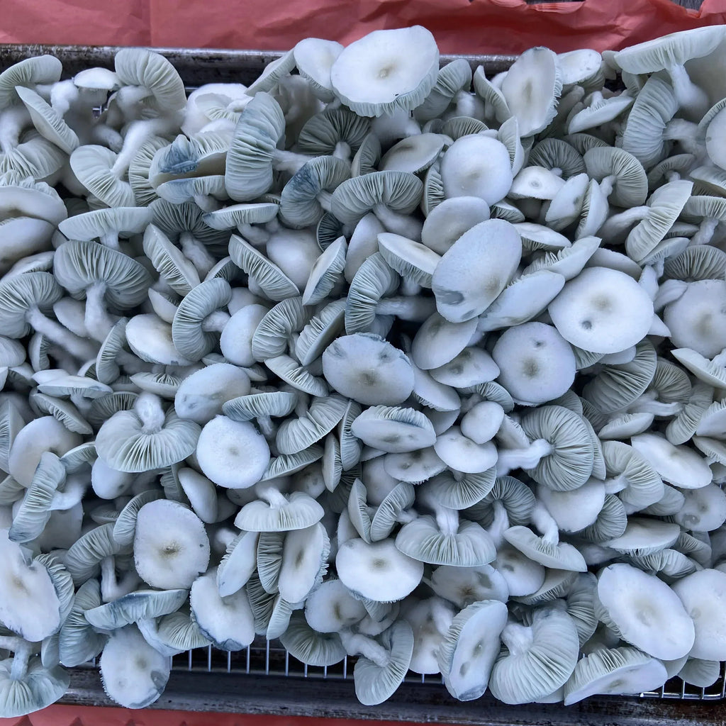 Jack Frost Mushrooms