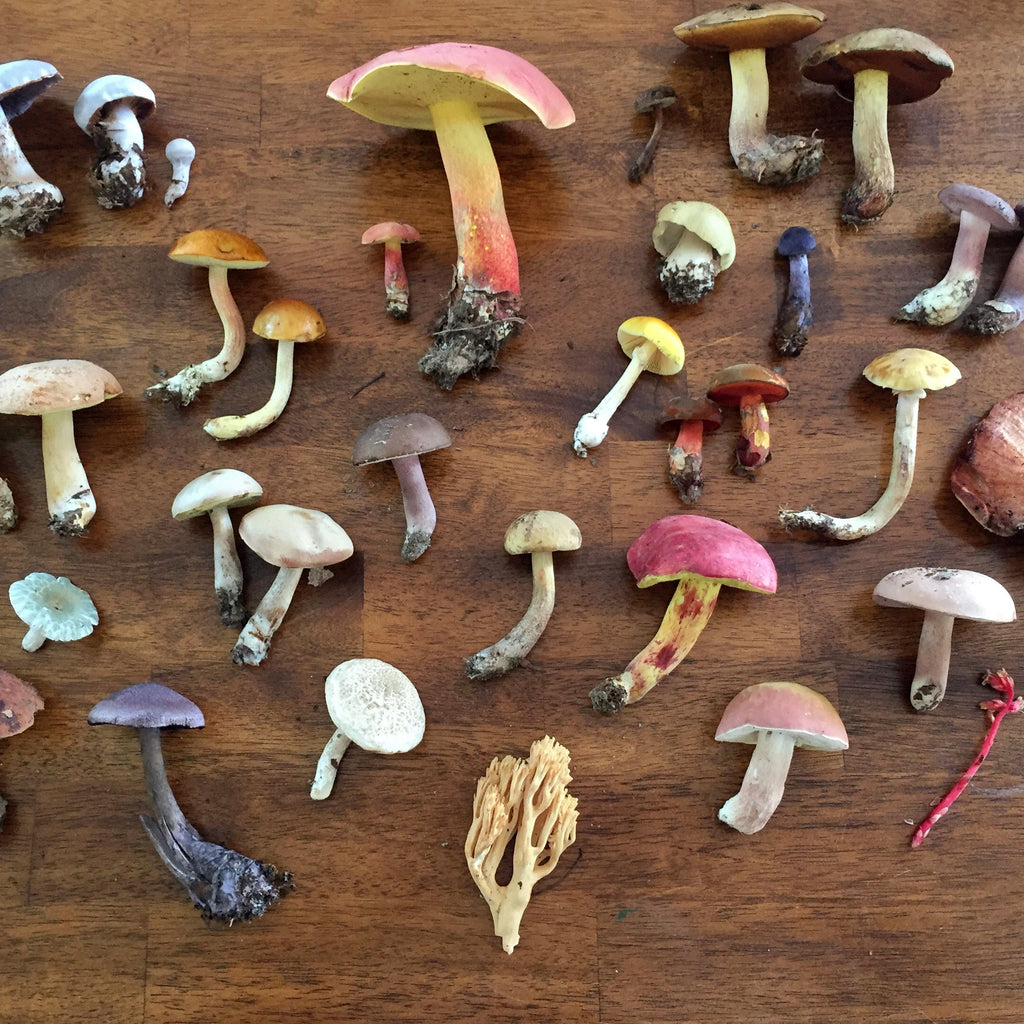 Choosing the Right Location for Your Mushroom Farm