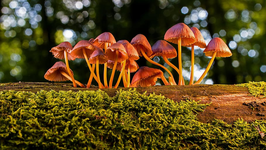 Our Love for Mycology