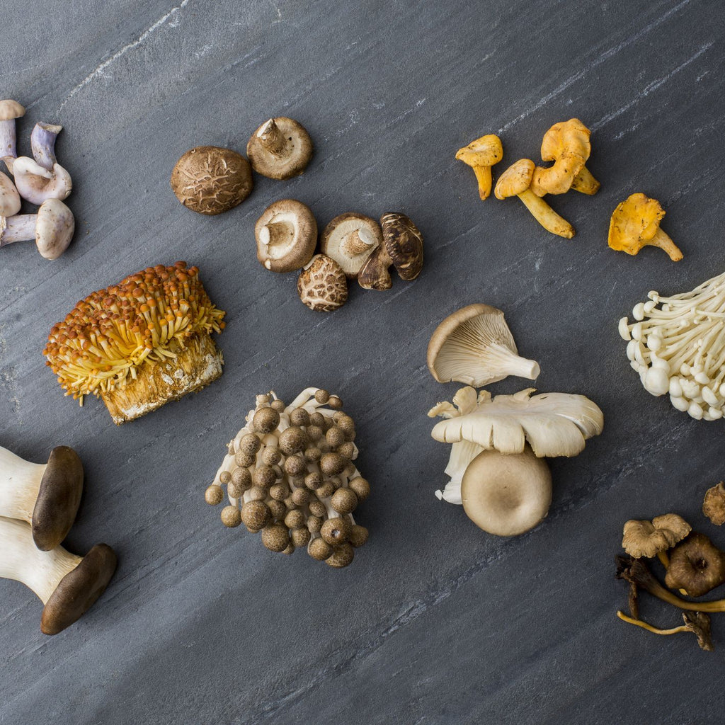 Exploring the Fascinating World of Fungal Species