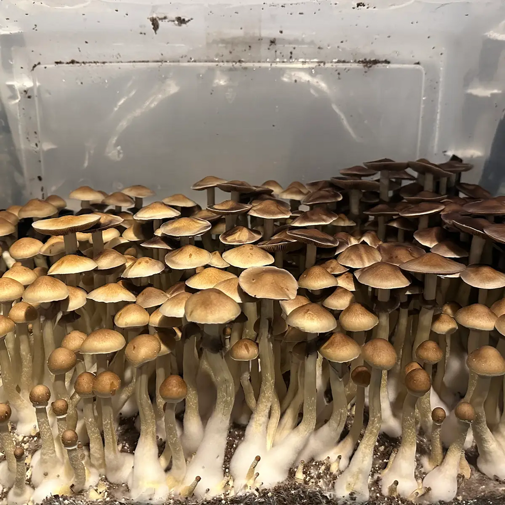 Blue Meanie Mushroom Spores