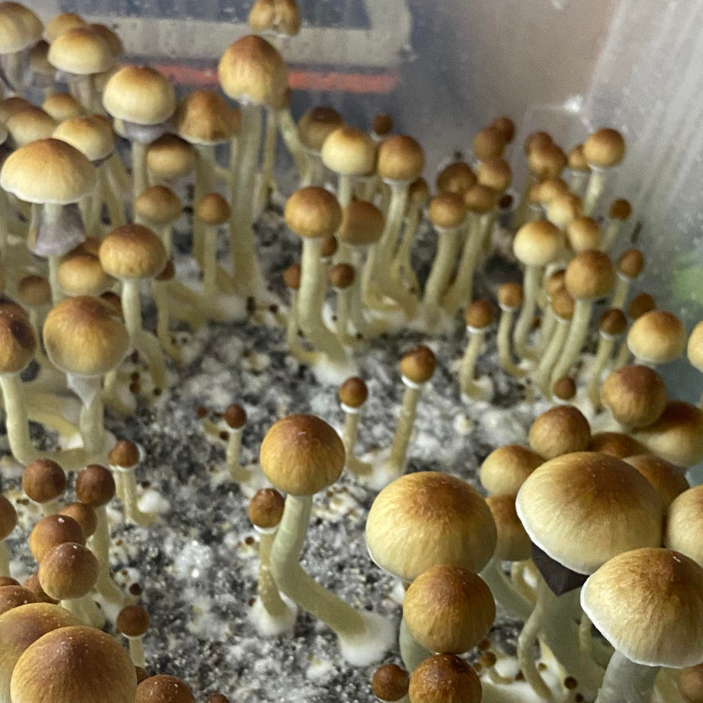 Understanding Mushroom Flushes