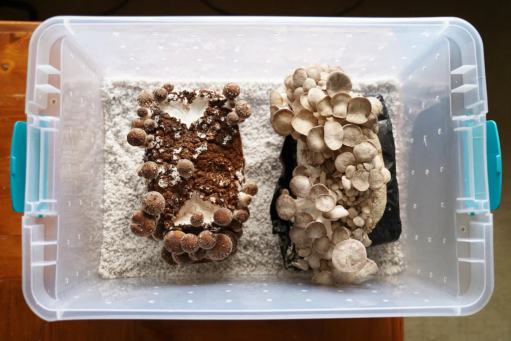 The Importance of Space in Mushroom Farming