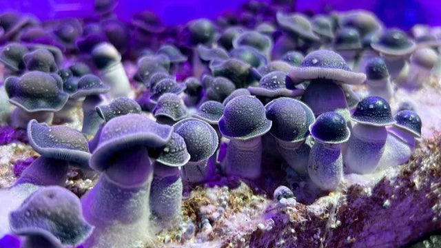 Starry Night Mushrooms How to Grow Them & What to Expect