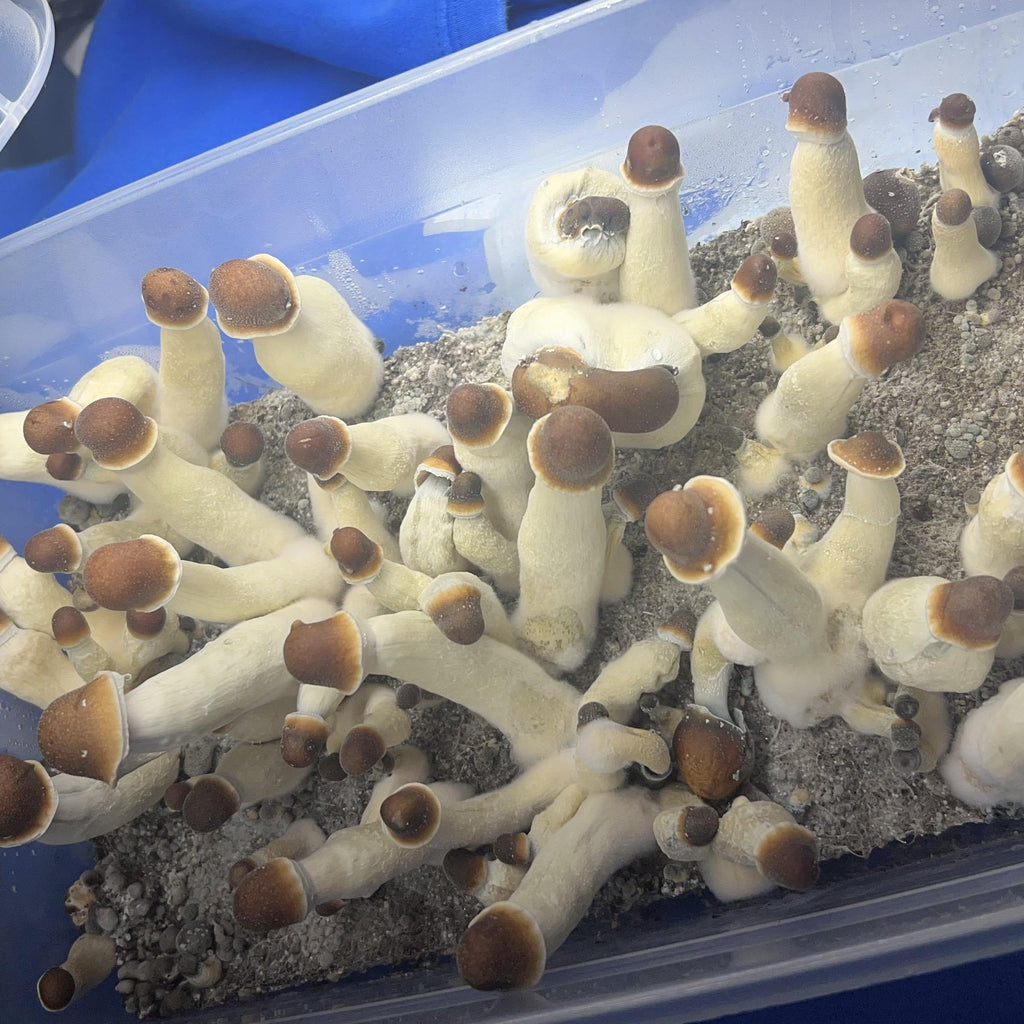 Proven Tips for Bigger Harvests