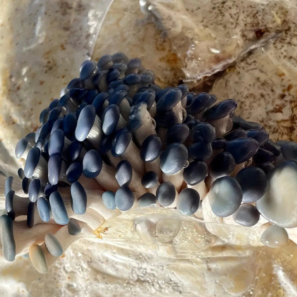 Blue Oyster Mushroom