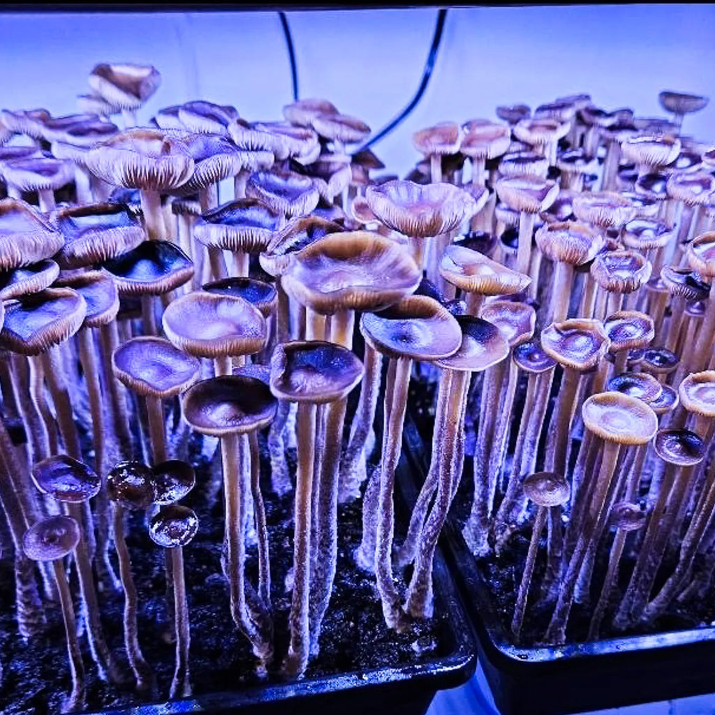 Why You Shouldn’t Mix Mushroom Projects in the Same Space
