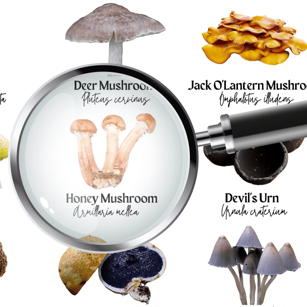 Top 5 Substrates for Growing Gourmet Mushrooms (Ranked by Yield)