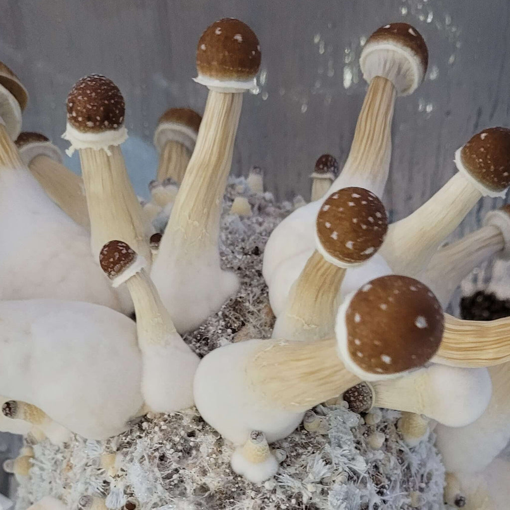 Understanding Mushroom Life Cycles