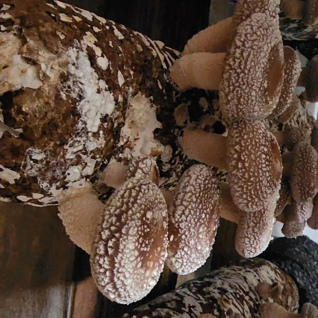 Shiitake Fruiting Block Kit