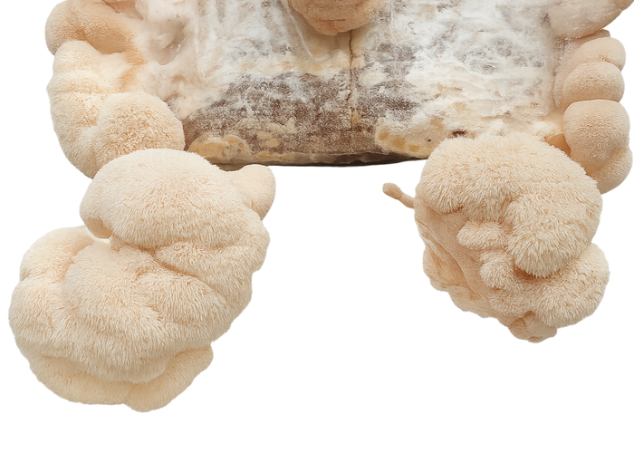 Lion's Mane Mushroom Block Kit