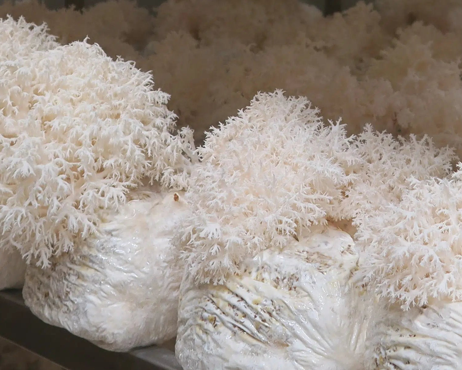 Comb tooth Mushroom Block Kit