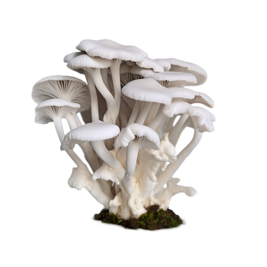 Ghost Spore Syringe