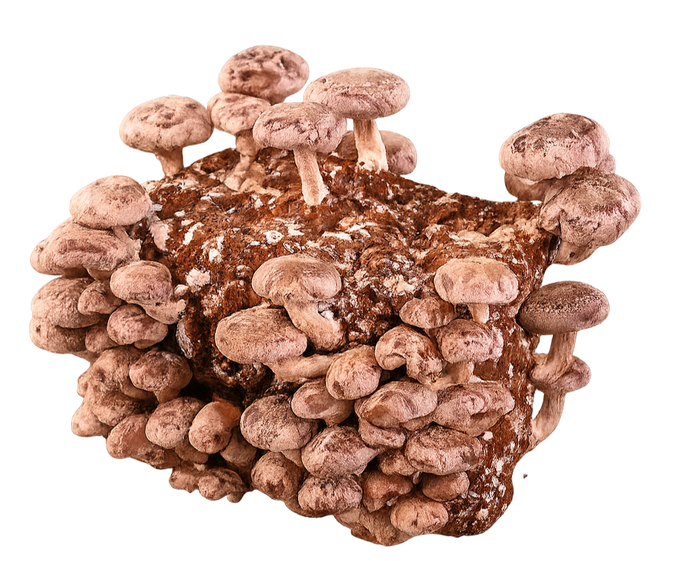 Shiitake Mushrooms Block Kit