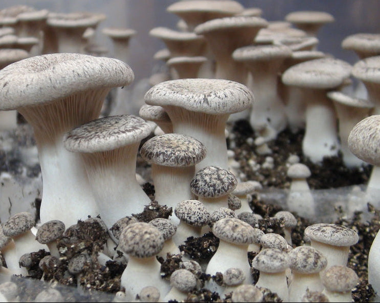 King Oyster Mushroom Block Kit
