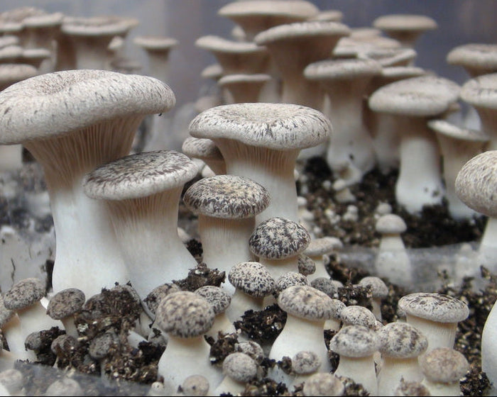 King Oyster Mushroom Block Kit