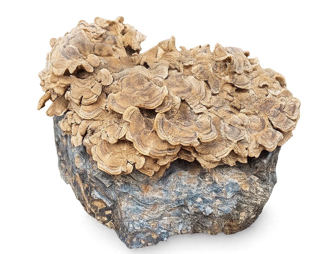 Turkey Tail Block Kit