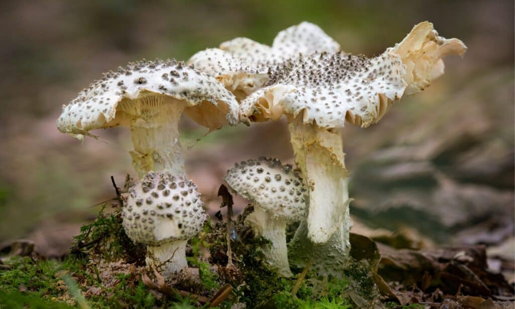 Dangerous Look-Alike Mushrooms to Avoid When Hunting in the Wild
