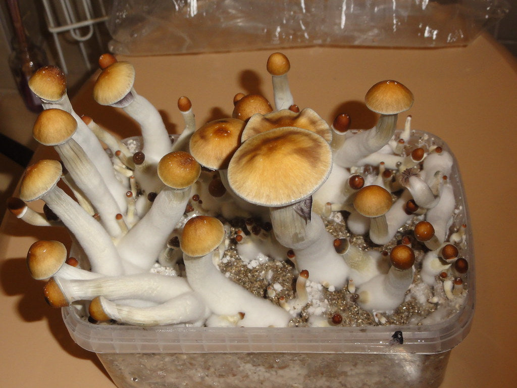 Best Choice for First-Time Growers