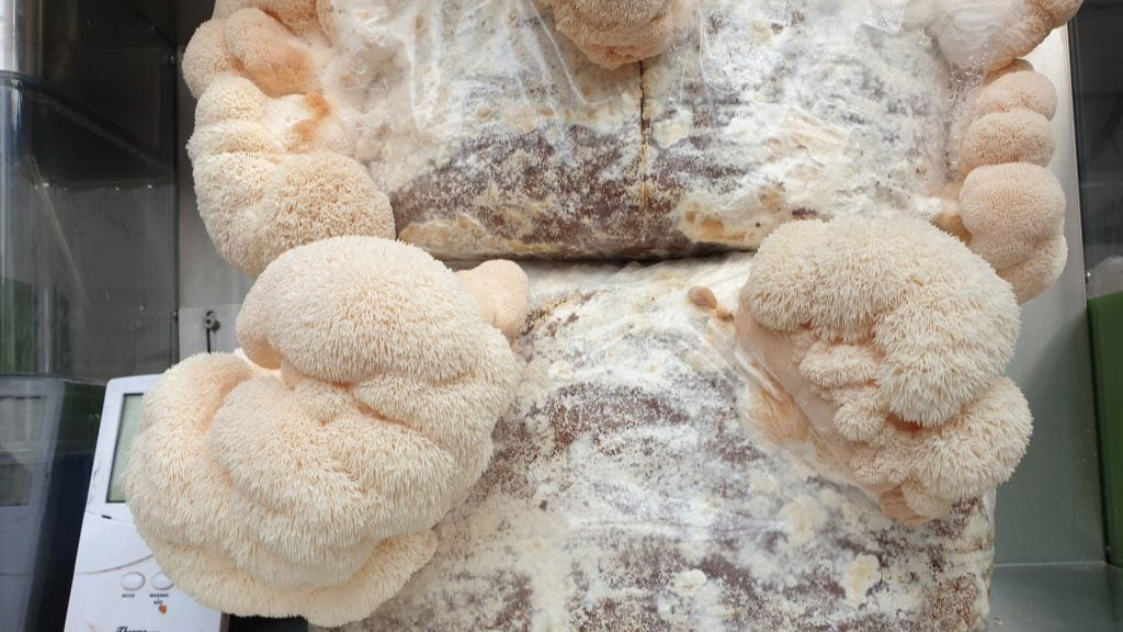 Growing Lion’s Mane Mushrooms in My Dorm