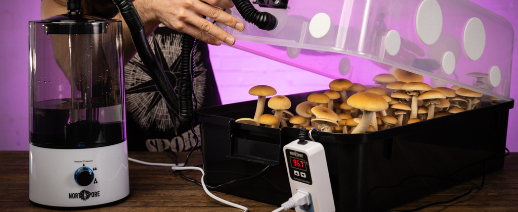 Why You Should Get an Automated Boomr Bin for Growing Mushrooms
