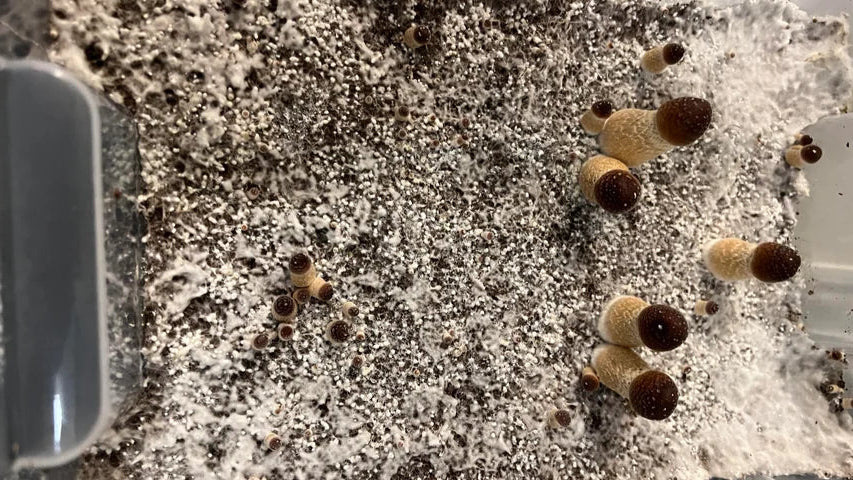 Moisture Problems in Mushroom Cultivation