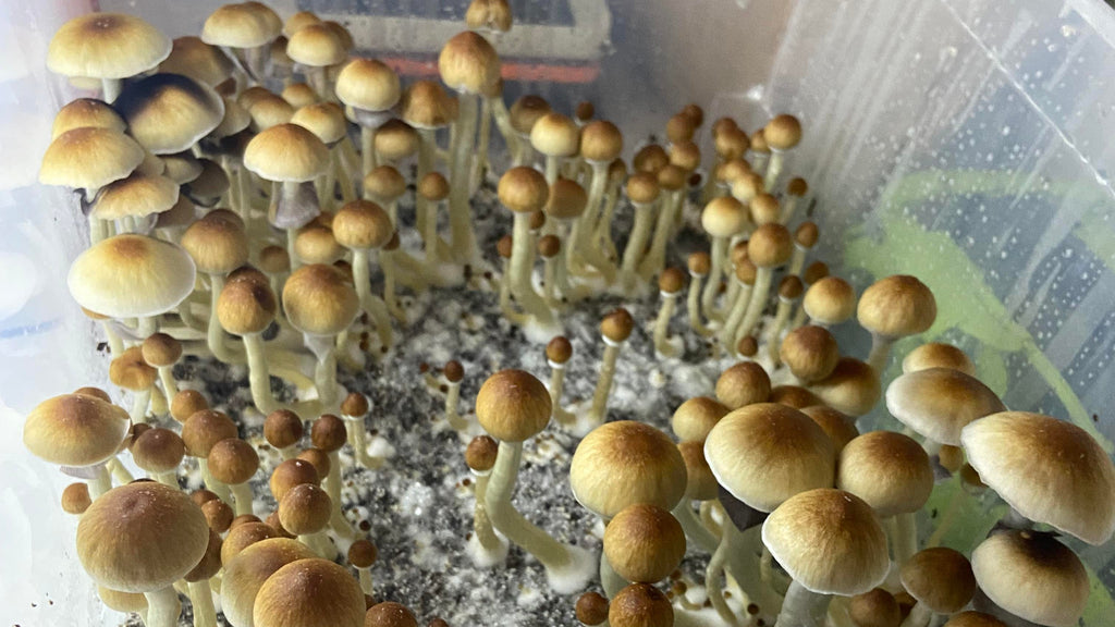 Understanding Mushroom Flushes