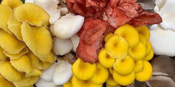 The Easiest Oyster Mushrooms to Grow: Pearl, Blue, Golden, and Pink