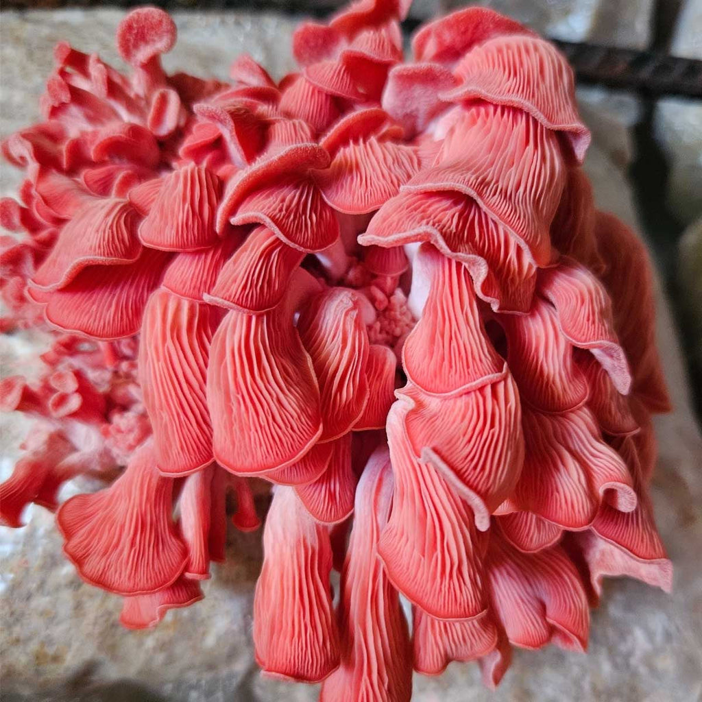 Organic Pink Oyster