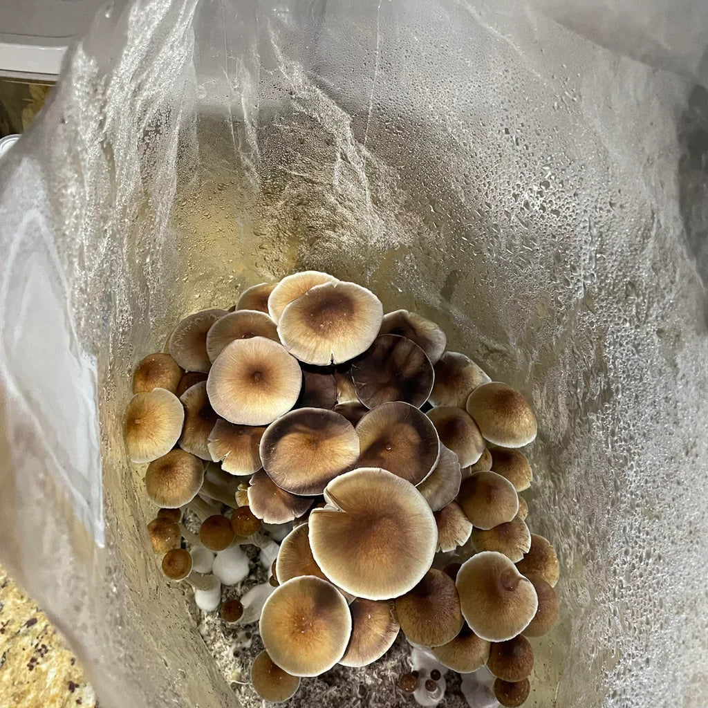 The Ultimate Guide to Mushroom Substrate