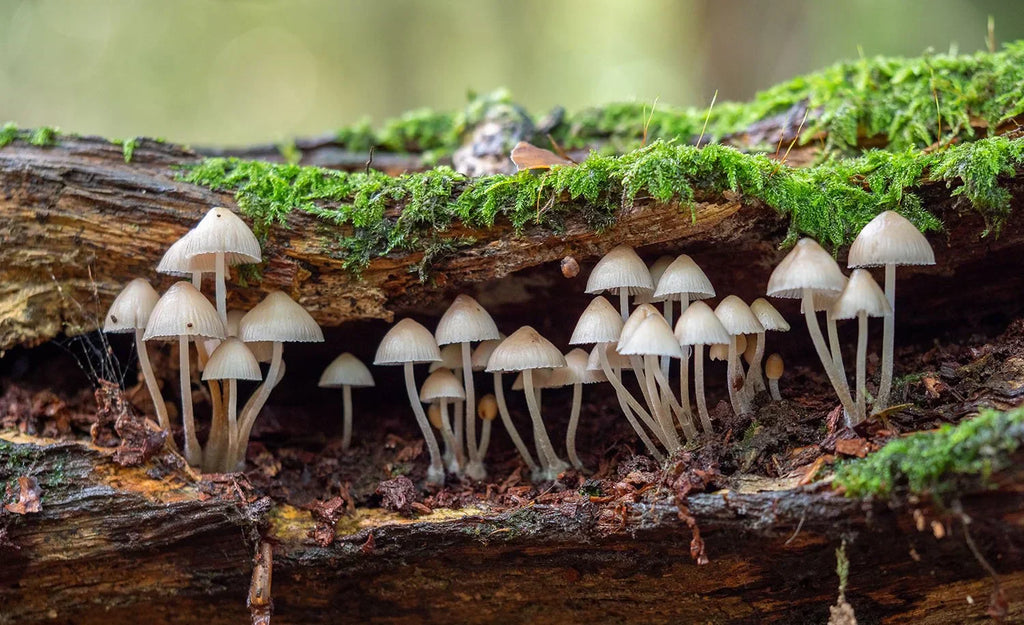 Best States for Outdoor Mushroom Growing in the U.S.
