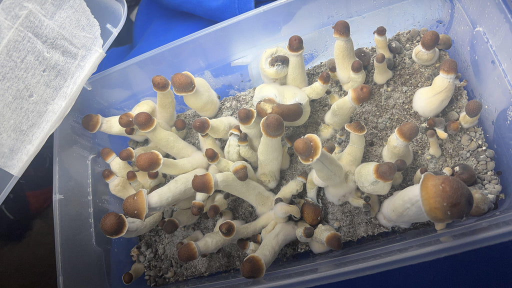 Proven Tips for Bigger Harvests