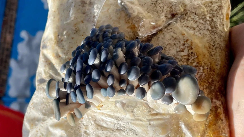 Blue Oyster Mushroom