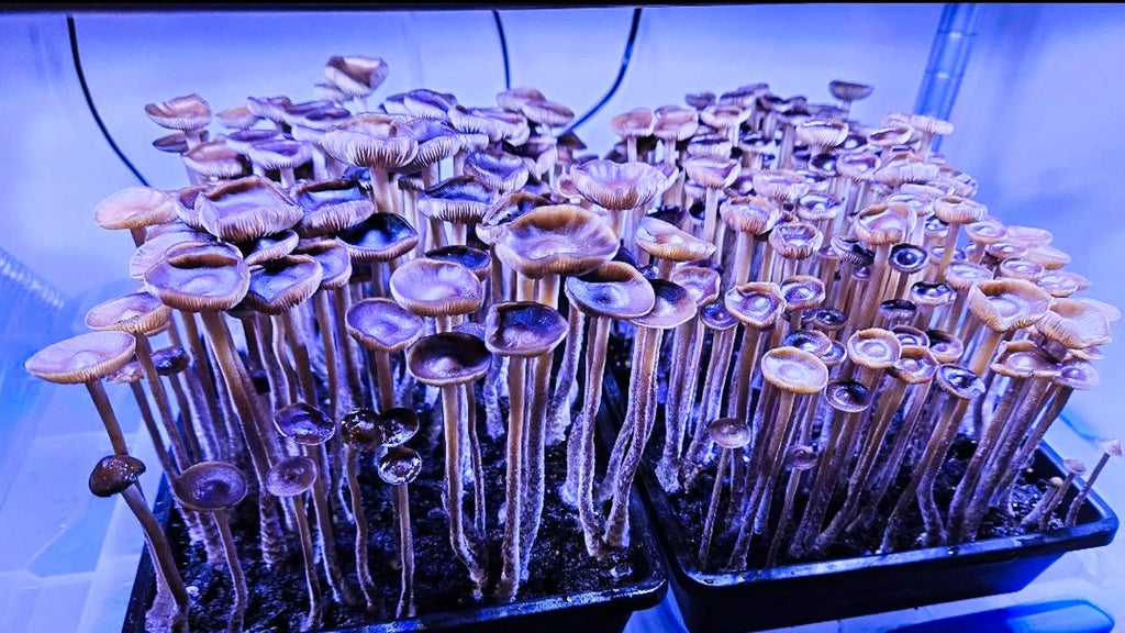 Why You Shouldn’t Mix Mushroom Projects in the Same Space