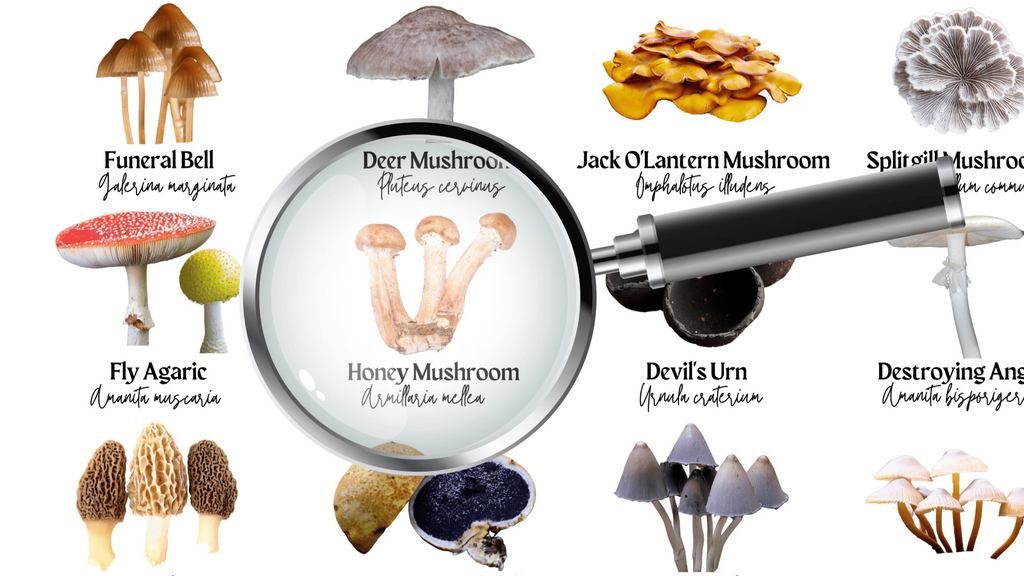 Top 5 Substrates for Growing Gourmet Mushrooms (Ranked by Yield)