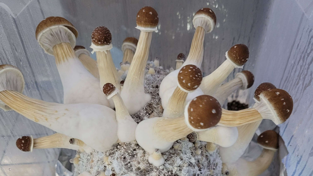 Understanding Mushroom Life Cycles