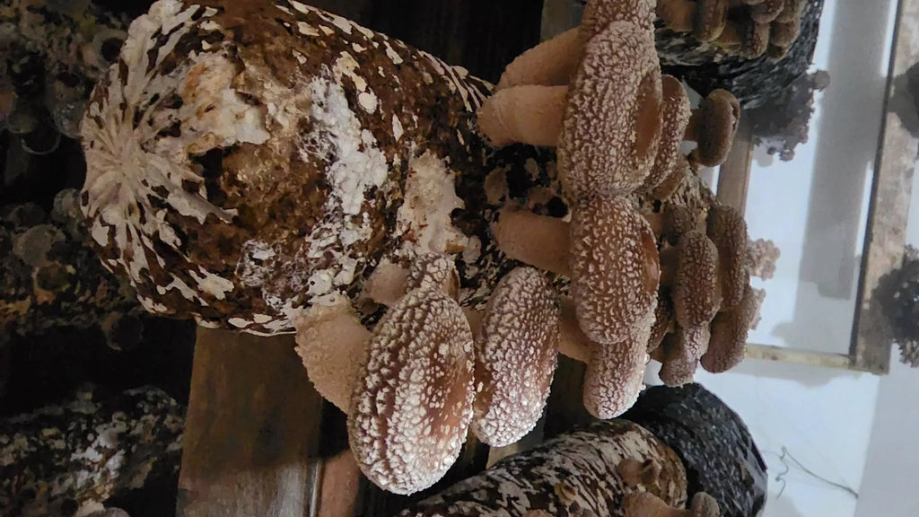 Shiitake Fruiting Block Kit