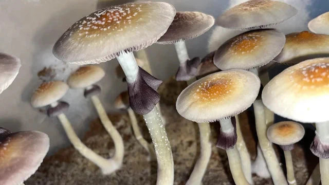 Cloning Mushrooms & How to Capture Genetics for Consistent High Yield