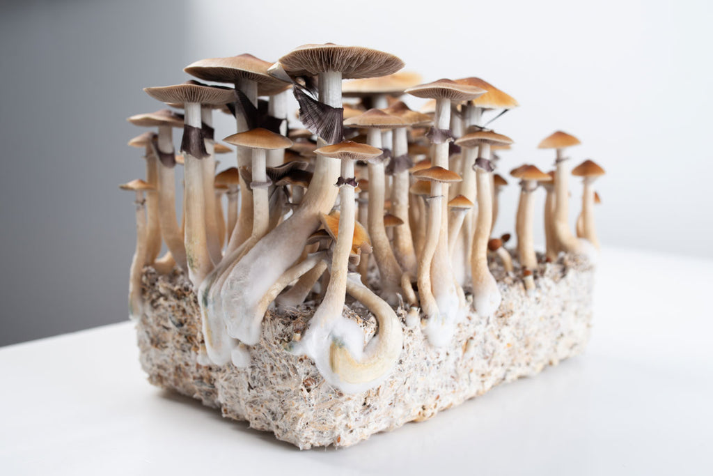 What are Psilocybin Mushrooms? What is Psilocybin?