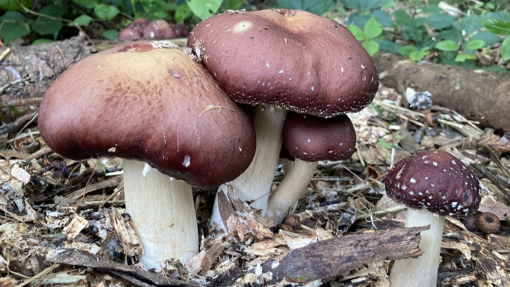 Wine Cap Mushrooms with Sawdust Spawn