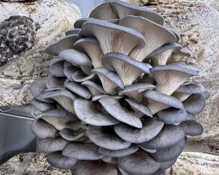 Blue/ Pearl Oyster Mushroom Block Kit