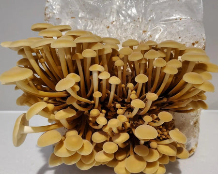 Flammulina Velutipes Block Kit