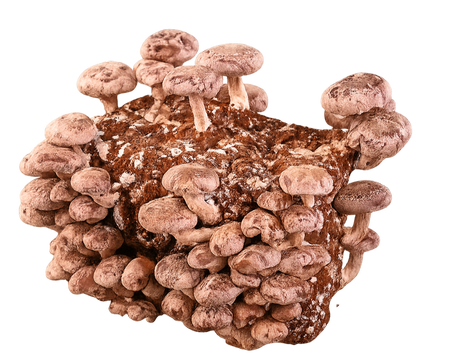 Shiitake Mushrooms Block Kit