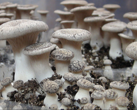 King Oyster Mushroom Block Kit